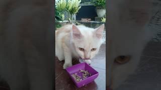 MIKHA LAGI MAKAN #cat #kucing #kucingterlucu #shorts