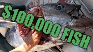 {GRAPHIC} WICKED TUNA **CANT** SHOW THIS ON TV  ||| How to PROCESS the WORLD'S MOST EXPENSIVE FISH