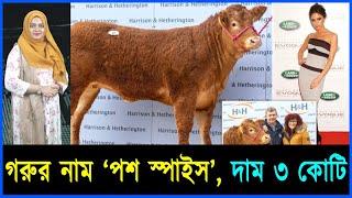 গরুর নাম ‘পশ স্পাইস’, দাম ৩ কোটি | Mojar khobor | মজার খবর । The name of the cow is 'Posh Spice', th