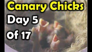 Canary Chicks Growth  Day 5 of 17 | Birds Mentor   