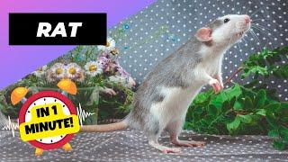 Rat - In 1 Minute!  One Of The Most Intelligent Animals In The World | 1 Minute Animals