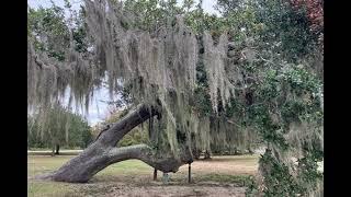 Exploring Mandeville: A Hidden Gem in Louisiana | Legends of Louisiana