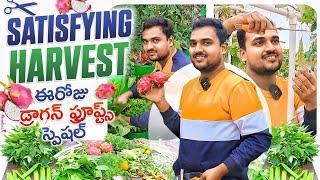 ఈరోజు హార్వెస్ట్ లో స్పెషల్ Dragon fruits, Satisfying harvest @OrgGardener