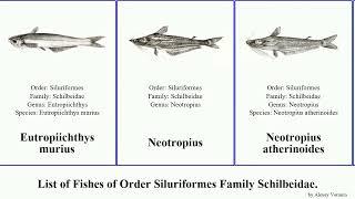 Fishes of Order Siluriformes Family Schilbeidae Proeutropiichthys Pareutropius Ailiichthys Silonia