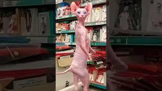 Dancing cat #ytshortspet #viralcat #funny #animals-funnyclips-j.s.d