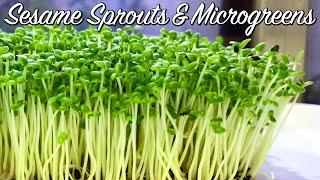 How to Grow Sesame Sprouts & Sesame Microgreens - No Drain Tray Method 微绿芝麻菜芽