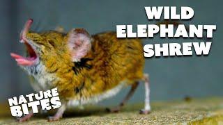 Cute Elephant Shrew Becomes a Zoo's Superstar   | Nature Bites