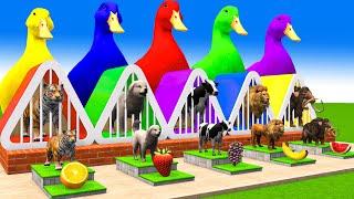 5 Giant Duck Cartoon,Cow,Mammoth,Elephant,Dog,Tiger, Paint Wild Animals Crossing Fountain Animation