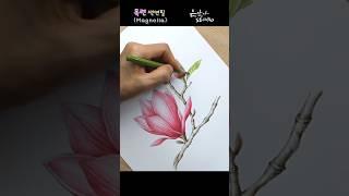 목련 색연필 꽃그리기 | Flower Drawing Magnolia | 꽃그림 배우기