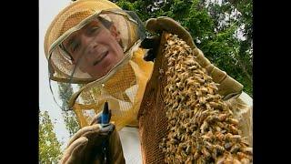 Bill Nye The Science Guy - S02E11 - Insects - Best Quality - 4K UPSCALED