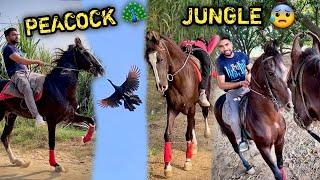 RAFTAR OR COMMANDO Ko Ghane Jungle Mai Le Gye Mor Mil Gya ( JUNGLE RIDE )