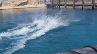 Swimming with dolphins in Dominican Republic