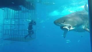 Great white shark swims into cage