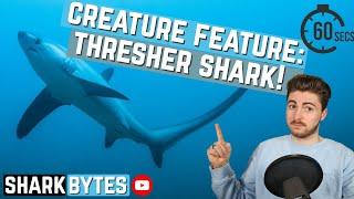 Creature Feature: Thresher Shark!