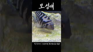 새끼들을 위해서라면 #물생활 #aquarium #열대어#니그로#알#새끼#지키기#사랑#모성애#지느러미#부채질#산소공급#생명