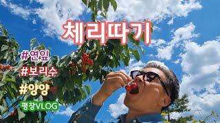 [평창VLOG]체리,보리수 따는 남자/친정나들이/하늘이 미쳤다