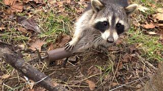 Z-Trap Dog Proof Cuffs for Raccoons