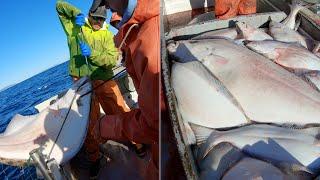 Here Comes a Big One! - Jumbo Halibut Haul | Alaska Halibut Longlining