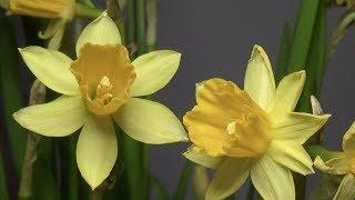 Mutant Conjoined Flower Narcissus Tete-a-Tete Daffodil  3 8 2019 | Organic Slant