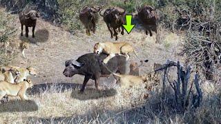 LION ATTACKS AFRICAN BUFFALO AND SEE WHAT HAPPENED