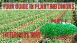 Part I: A Step-by-step Planting Onions | How to Plant & Grow Onions | Pag-pupunla | PH Countryside