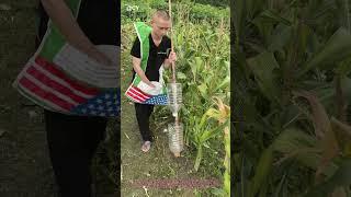 Genius DIY Fertilizer Tool for Corn!  #FarmHacks