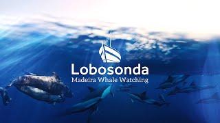 Madeira's BEST whale watching experience!