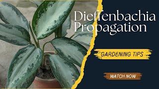 Dieffenbachia Propagation for Beginners  |  How to multiply trees with simple stems