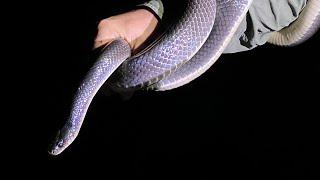 Herping Costa Rica: Cool Snake BONANZA! EYELASH VIPERS