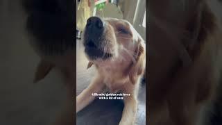 ummm hello?? #goldenretriever #puppy