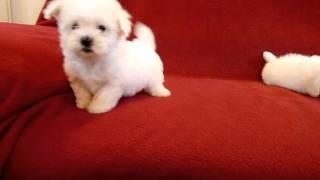 PUI DE BICHON MALTESE 0725758099