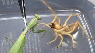 ヤバい虫にカマキリを与える