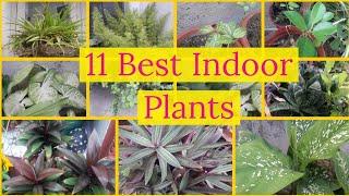 Top best Indoor plants for home decor [ Nature Desires ]