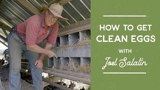 How To Get Clean Eggs From Your Laying Hens | Joel Salatin