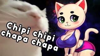 Chipi chipi chapa chapa Cat animation