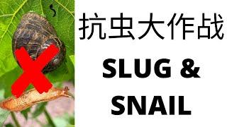 【防虫除虫】蜗牛和鼻涕虫的防治 | Get Rid Of Snail And Slug