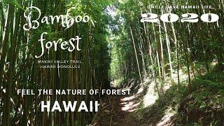 Hawaii Best  Hiking I Bamboo forest I makiki valley trail I 하와이 꼭 가봐야하는 하이킹 명소 I