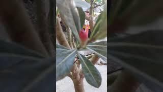 ADENIUM, Mother plant, multiple grafting + budding