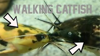 MONSTER WALKING CATFISH - Clarias batrachus (prod. by LEON / Vid. by dbuulik)