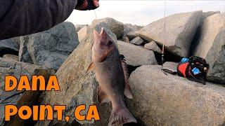 Sheephead From The Jetty? Chilling and Fishing Dana Point, CA