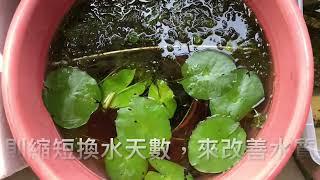 養魚先養水之夏日炎炎養孔雀魚該注意哪些事項