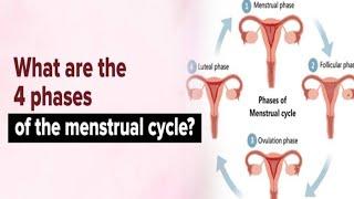 What IS Menstrual Cycle In Women?️ What Happens During the 4 Stages of Your Period Cycle? ️