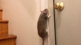 The Most RANDOM Rat Compilation! (I'm so sorry!)