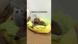 視線の意味わかりますよね？   #犬 #トイプードル #かわいい #トイプードルの虎太郎三桜 #癒し #といぷーどる #こたみお