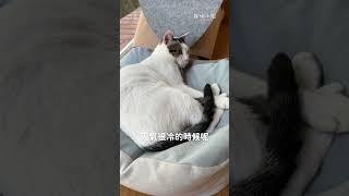 貓尾巴：人類來當朋友吧！ #好味小姐 #cat #貓咪