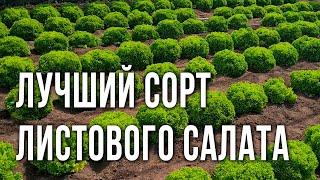 Лучший сорт листового салата. Хрустящий листовой салат без горечи.