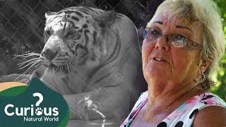 Is It OK To Have Tigers As Pets? | Predator Pets | Curious?: Natural World