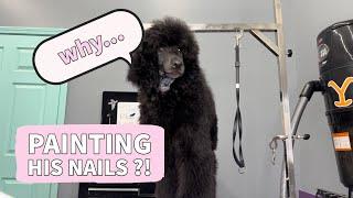 Bonding & Bathing A Poodle Puppy !