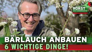 Wie baut man Bärlauch an? Diese 6 Dinge solltest Du wissen! I Horst sein Schrebergarten