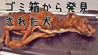 【感動する話泣ける話】実話・ゴミ箱から発見された犬